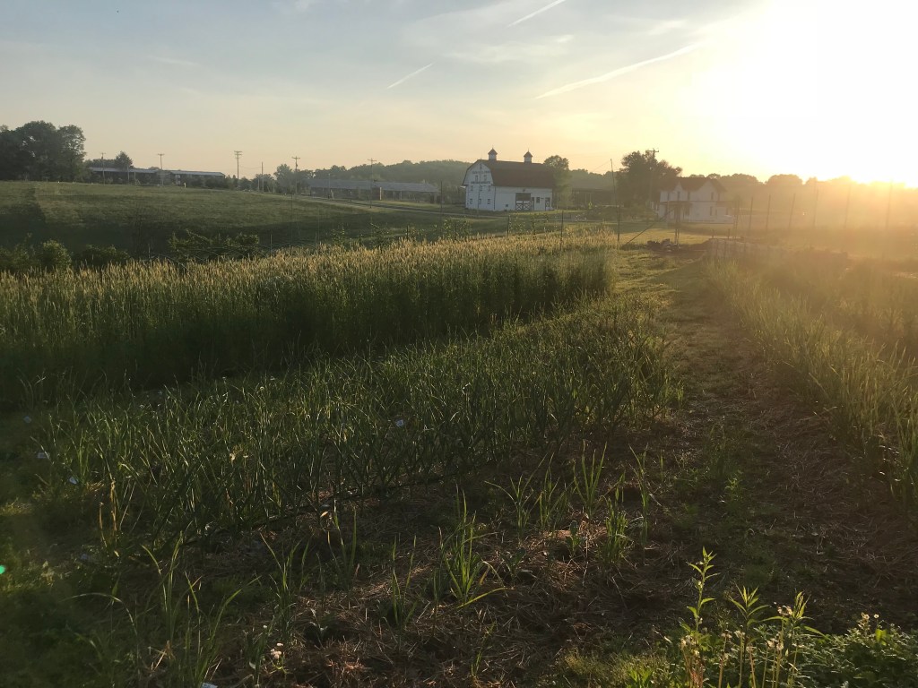 fields and a historic barn at sunrise